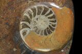 Round Fossil Goniatite Dish #77689-1
